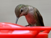 Hummer3.jpg