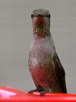 Hummer5.jpg