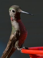 Hummer10.jpg
