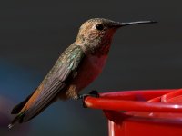 Hummer11.jpg