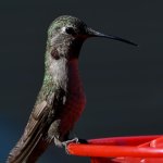 Hummer9.jpg