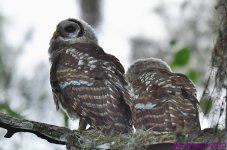 DSC_0856_001.JPG