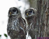 DSC_0868_001.JPG