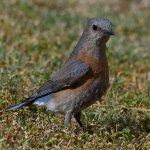 Bluebird4.jpg
