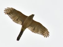 _ROY0855_00001.jpg