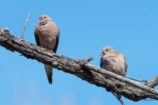 Mourning Doves-500.jpg
