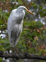 Egret2.jpg