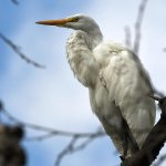 Egret6.jpg