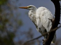 Egret22.jpg