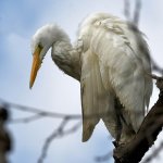 Egret17.jpg