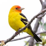 WesternTanager-510.jpg