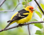 WesternTanager-511.jpg