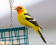 WesternTanager-502.jpg