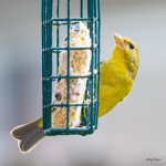 WesternTanager-503.jpg