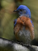 Bluebird4.jpg
