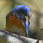 Bluebird6.jpg