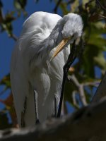 Egret2.jpg