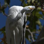 Egret.jpg