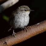 Wren9.jpg