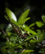 Female Blue Dasher Dragonfly2.jpg