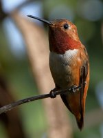 Hummer6.jpg
