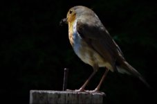 Robin3.jpg
