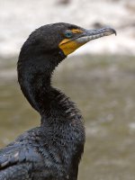 Cormorant.jpg