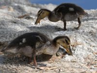Ducklings.jpg