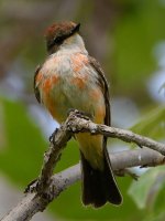 VermilionFlycatcher6.jpg