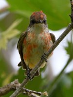 VermilionFlycatcher8.jpg