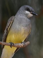 CassinsKingbird3.jpg