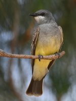 CassinsKingbird8.jpg