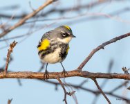YellowRW-500.jpg