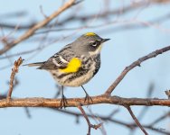 YellowRW-501.jpg
