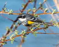 YellowRW-502.jpg