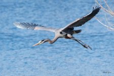 GBHFlight-567.jpg