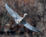 GBHFlight-565.jpg