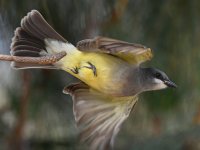 CassinsKingbird5.jpg