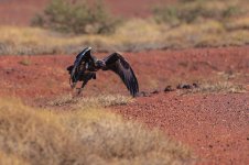 Raptor A (1 of 1).jpg