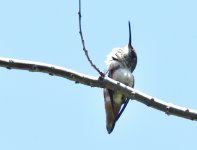 _ROY0983_00001.jpg