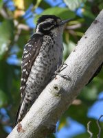 Woodpecker2.jpg