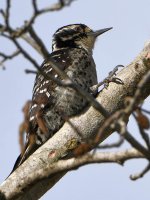 Woodpecker4.jpg
