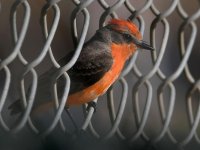 VermilionFlycatcher6.jpg