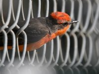 VermilionFlycatcher9.jpg