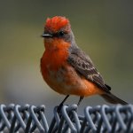 VermilionFlycatcher13.jpg