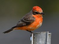 VermilionFlycatcher18.jpg