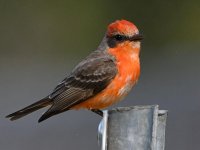 VermilionFlycatcher19.jpg