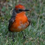 VermilionFlycatcher22.jpg