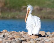 Pelicans-500.jpg