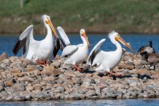 Pelicans-501.jpg